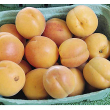 Абрикос Ананасовий Шалах | Абрикос Ананасный Шалах | Prunus armeniaca Pineapple Shalah