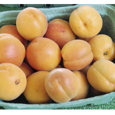 Абрикос Ананасовий Шалах | Абрикос Ананасный Шалах | Prunus armeniaca Pineapple Shalah