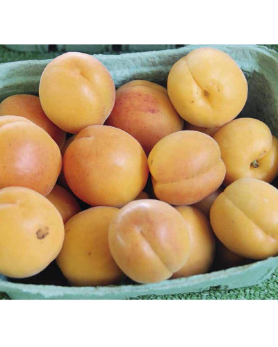 Абрикос Ананасовий Шалах | Абрикос Ананасный Шалах | Prunus armeniaca Pineapple Shalah
