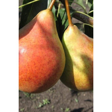 Груша звичайна Вільямс | Pyrus communis Williams | Груша обыкновенная Вильям