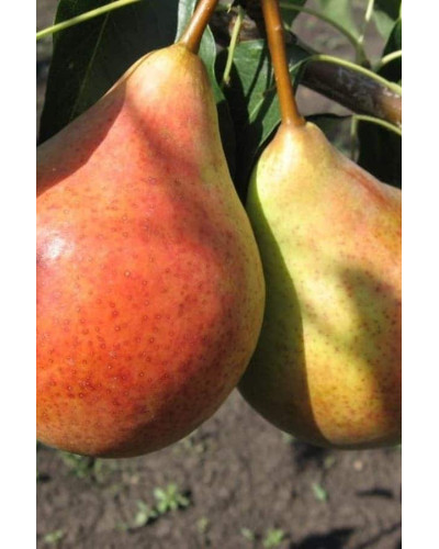 Груша звичайна Вільямс | Pyrus communis Williams | Груша обыкновенная Вильям