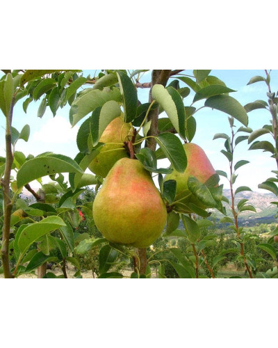 Груша звичайна Вільямс | Pyrus communis Williams | Груша обыкновенная Вильям