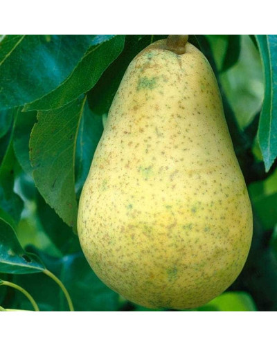 Груша звичайна Вільямс | Pyrus communis Williams | Груша обыкновенная Вильям