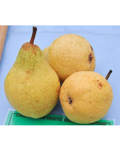 Груша звичайна Вільямс | Pyrus communis Williams | Груша обыкновенная Вильям