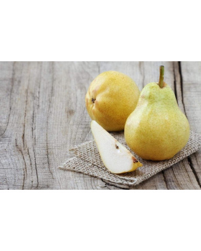 Груша звичайна Вільямс | Pyrus communis Williams | Груша обыкновенная Вильям