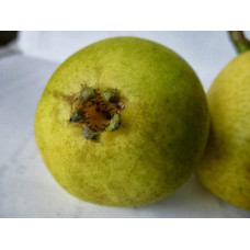 Груша звичайна Вільямс | Pyrus communis Williams | Груша обыкновенная Вильям