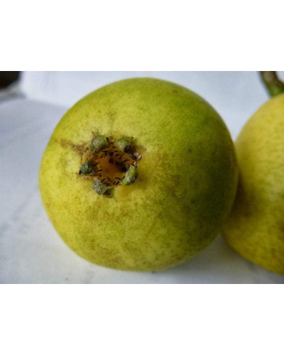 Груша звичайна Вільямс | Pyrus communis Williams | Груша обыкновенная Вильям