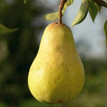 Груша звичайна Вільямс | Pyrus communis Williams | Груша обыкновенная Вильям