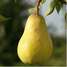 Груша звичайна Вільямс | Pyrus communis Williams | Груша обыкновенная Вильям