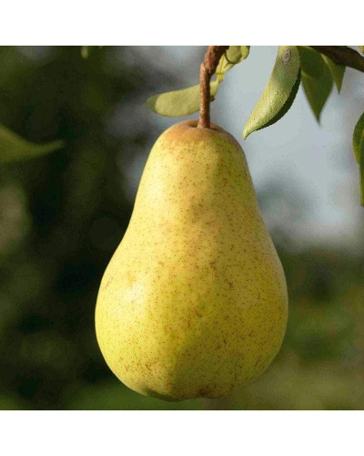 Груша звичайна Вільямс | Pyrus communis Williams | Груша обыкновенная Вильям