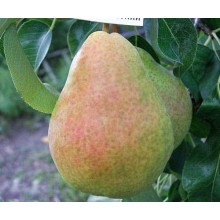 Груша звичайна Вільямс | Pyrus communis Williams | Груша обыкновенная Вильям