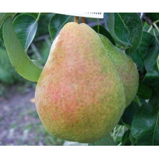 Груша звичайна Вільямс | Pyrus communis Williams | Груша обыкновенная Вильям