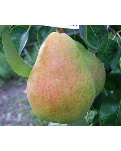 Груша звичайна Вільямс | Pyrus communis Williams | Груша обыкновенная Вильям