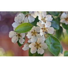 Груша звичайна Вільямс | Pyrus communis Williams | Груша обыкновенная Вильям