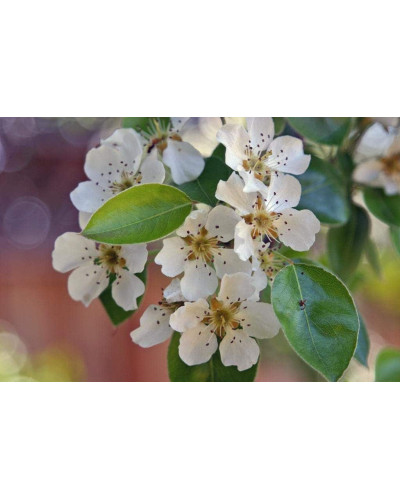 Груша звичайна Вільямс | Pyrus communis Williams | Груша обыкновенная Вильям