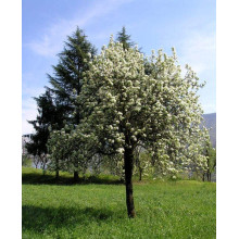 Груша звичайна Вільямс | Pyrus communis Williams | Груша обыкновенная Вильям