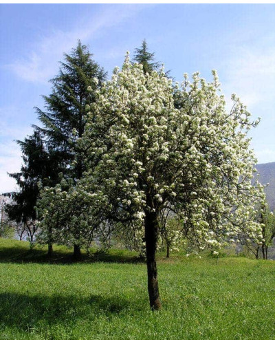 Груша звичайна Вільямс | Pyrus communis Williams | Груша обыкновенная Вильям