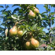 Груша звичайна Вільямс | Pyrus communis Williams | Груша обыкновенная Вильям