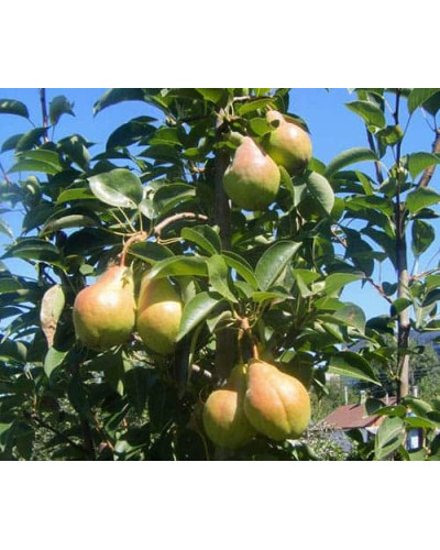 Груша звичайна Вільямс | Pyrus communis Williams | Груша обыкновенная Вильям