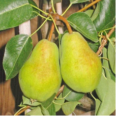 Груша звичайна Вільямс | Pyrus communis Williams | Груша обыкновенная Вильям