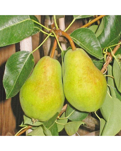 Груша звичайна Вільямс | Pyrus communis Williams | Груша обыкновенная Вильям