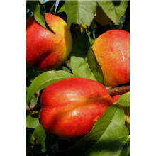 Нектарин Рубіновий-4 (середній) | Нектарин Рубиновый-4 (средний) | Prunus percica / Nucipersica Rubinoviy-4