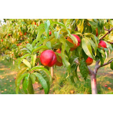 Нектарин Рубіновий-4 (середній) | Нектарин Рубиновый-4 (средний) | Prunus percica / Nucipersica Rubinoviy-4