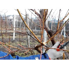 Нектарин Рубіновий-4 (середній) | Нектарин Рубиновый-4 (средний) | Prunus percica / Nucipersica Rubinoviy-4