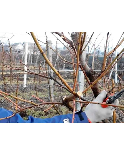 Нектарин Рубіновий-4 (середній) | Нектарин Рубиновый-4 (средний) | Prunus percica / Nucipersica Rubinoviy-4