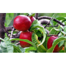 Нектарин Рубіновий-4 (середній) | Нектарин Рубиновый-4 (средний) | Prunus percica / Nucipersica Rubinoviy-4