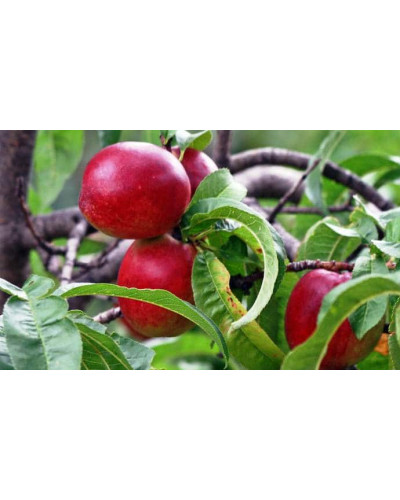 Нектарин Рубіновий-4 (середній) | Нектарин Рубиновый-4 (средний) | Prunus percica / Nucipersica Rubinoviy-4