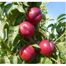 Нектарин Рубіновий-4 (середній) | Нектарин Рубиновый-4 (средний) | Prunus percica / Nucipersica Rubinoviy-4