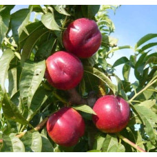 Нектарин Рубіновий-4 (середній) | Нектарин Рубиновый-4 (средний) | Prunus percica / Nucipersica Rubinoviy-4