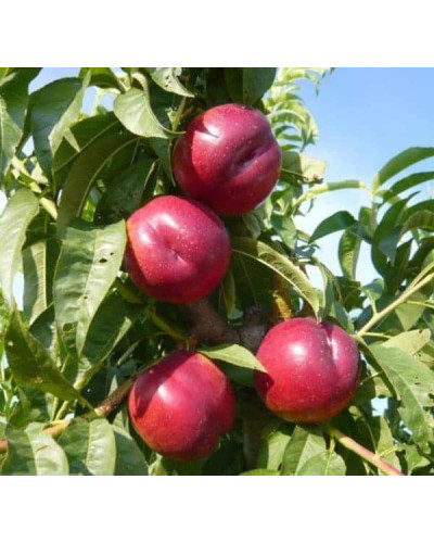 Нектарин Рубіновий-4 (середній) | Нектарин Рубиновый-4 (средний) | Prunus percica / Nucipersica Rubinoviy-4