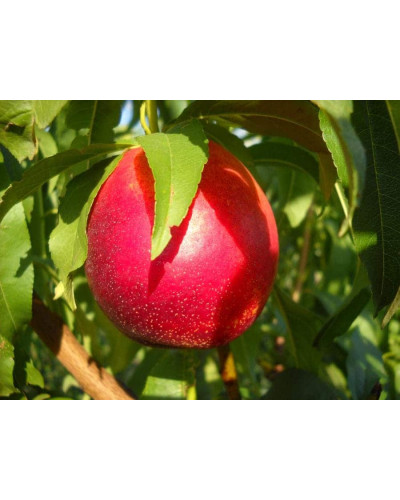 Нектарин Рубіновий-4 (середній) | Нектарин Рубиновый-4 (средний) | Prunus percica / Nucipersica Rubinoviy-4