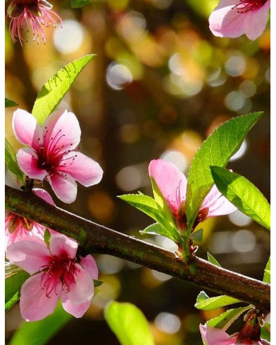 Нектарин Рубіновий-4 (середній) | Нектарин Рубиновый-4 (средний) | Prunus percica / Nucipersica Rubinoviy-4