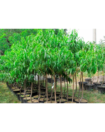 Нектарин Рубіновий-4 (середній) | Нектарин Рубиновый-4 (средний) | Prunus percica / Nucipersica Rubinoviy-4
