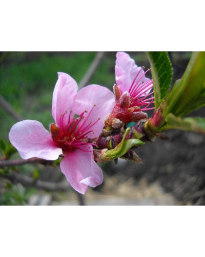 Нектарин Рубіновий-4 (середній) | Нектарин Рубиновый-4 (средний) | Prunus percica / Nucipersica Rubinoviy-4
