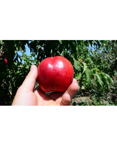 Нектарин Рубіновий-4 (середній) | Нектарин Рубиновый-4 (средний) | Prunus percica / Nucipersica Rubinoviy-4