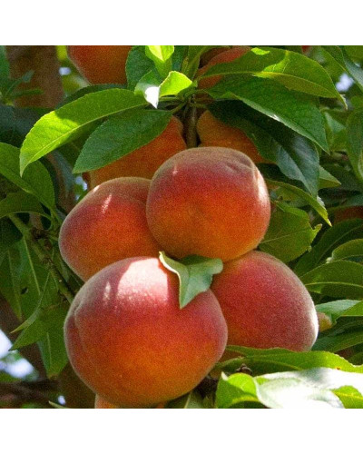 Персик домашній Колінз (ранній) | Персик домашний Коллинз (ранний) | Prunus persica Collins