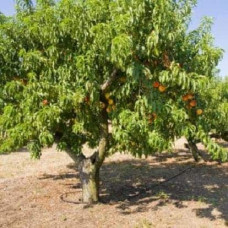 Персик домашній Колінз (ранній) | Персик домашний Коллинз (ранний) | Prunus persica Collins