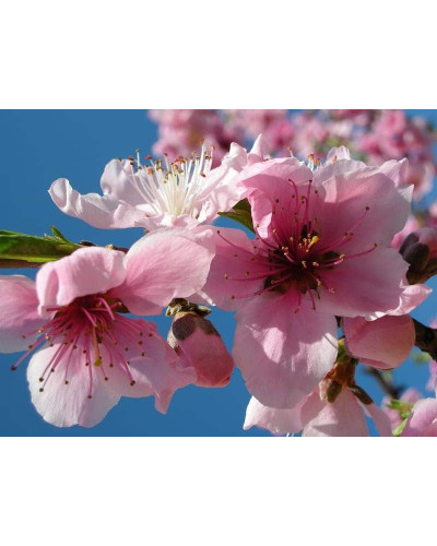 Персик домашній Київський Ранній | Персик домашний Киевский Ранний | Prunus persica Kievskiy Ranniy
