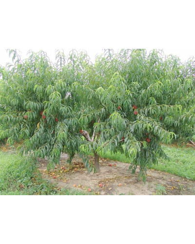 Персик домашній Київський Ранній | Персик домашний Киевский Ранний | Prunus persica Kievskiy Ranniy