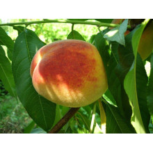 Персик домашній Київський Ранній | Персик домашний Киевский Ранний | Prunus persica Kievskiy Ranniy