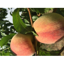 Персик домашній Київський Ранній | Персик домашний Киевский Ранний | Prunus persica Kievskiy Ranniy