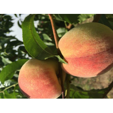Персик домашній Київський Ранній | Персик домашний Киевский Ранний | Prunus persica Kievskiy Ranniy