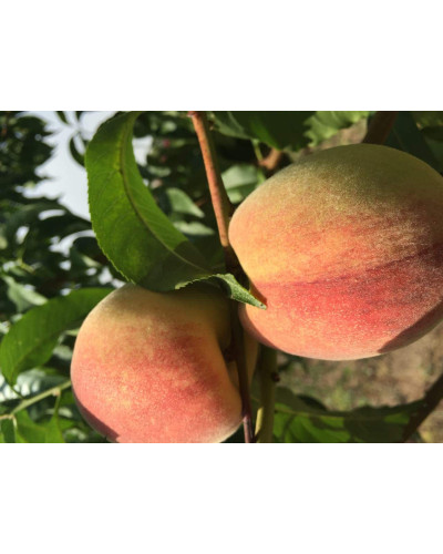Персик домашній Київський Ранній | Персик домашний Киевский Ранний | Prunus persica Kievskiy Ranniy