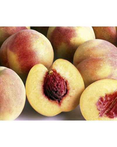 Персик домашній Київський Ранній | Персик домашний Киевский Ранний | Prunus persica Kievskiy Ranniy