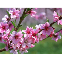 Персик домашній Київський Ранній | Персик домашний Киевский Ранний | Prunus persica Kievskiy Ranniy