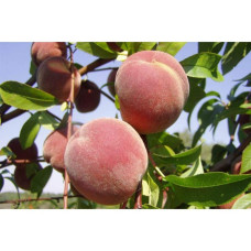 Персик домашній Київський Ранній | Персик домашний Киевский Ранний | Prunus persica Kievskiy Ranniy